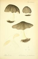 Tricholome prétentieux. Planche d'identification Thomé 125a. Cliquer pour agrandir l'image.