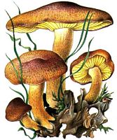 Tricholome rutilant. Dessin. Cliquer pour agrandir l'image.