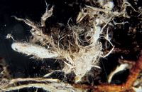 Mycorhize du tricholome soufré et de l'épicéa. Cliquer pour agrandir l'image.