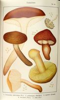 Tricholomes.  Planche Ricken 90. Cliquer pour agrandir l'image.