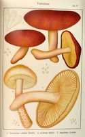 Tricholomes.  Planche Ricken 91. Cliquer pour agrandir l'image.