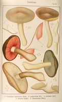 Tricholomes.  Planche Ricken 92. Cliquer pour agrandir l'image.