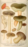 Tricholomes.  Planche Ricken 93. Cliquer pour agrandir l'image.