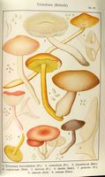 Tricholomes.  Scericella) (planche Ricken 94) small.jpg. Cliquer pour agrandir l'image.