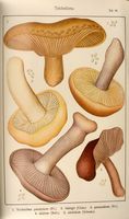 Tricholomes.  Planche Ricken 95. Cliquer pour agrandir l'image.