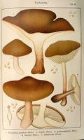 Tricholomes.  Planche Ricken 96. Cliquer pour agrandir l'image.