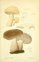Tricholomes.  Planche d'identification Thomé 126a. Cliquer pour agrandir l'image.