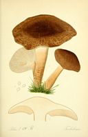 Tricholomes.  Planche d'identification Thomé 126b. Cliquer pour agrandir l'image.
