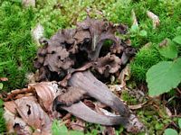 Trompette de la mort. Cliquer pour agrandir l'image.