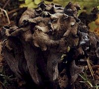 Trompette de la mort. Cliquer pour agrandir l'image.