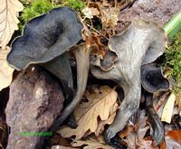 Trompette de la mort. Cliquer pour agrandir l'image.