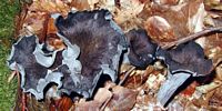 Trompette de la mort. Cliquer pour agrandir l'image.
