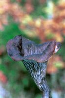 Trompette de la mort. Cliquer pour agrandir l'image.