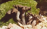 Trompette de la mort. Cliquer pour agrandir l'image.