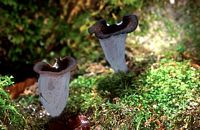 Trompette de la mort. Cliquer pour agrandir l'image.