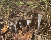 Trompette de la mort. Cliquer pour agrandir l'image.