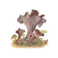 Trompette de la mort. Dessin. Cliquer pour agrandir l'image.