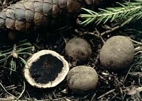 Truffe des cerfs. Cliquer pour agrandir l'image.