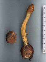 Truffe des cerfs. Cliquer pour agrandir l'image.