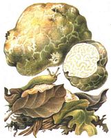 Truffe du porc. Dessin. Cliquer pour agrandir l'image.
