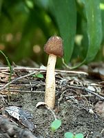 Verpe conique. Cliquer pour agrandir l'image.
