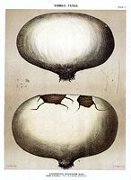 Vesse de loup géante. Dessin d'identification. Cliquer pour agrandir l'image.