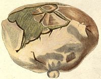 Vesse de loup géante. Dessin 1816. Cliquer pour agrandir l'image.
