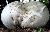 Vesse de loup géante. Cliquer pour agrandir l'image.