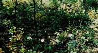 Vesse de loup géante. Cliquer pour agrandir l'image.