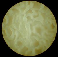 Vesse de loup perlée. Au microscope. Cliquer pour agrandir l'image.