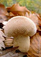 Vesse de loup perlée. Cliquer pour agrandir l'image. Vesse de loup perlée. Cliquer pour agrandir l'image.