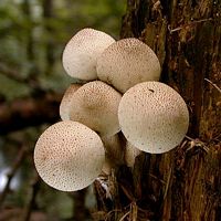Vesse de loup perlée. Cliquer pour agrandir l'image. Vesse de loup perlée. Cliquer pour agrandir l'image.