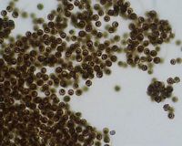 Vesse de loup perlée. Perles. Cliquer pour agrandir l'image.