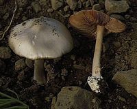 Volvaire gluante. Cliquer pour agrandir l'image.
