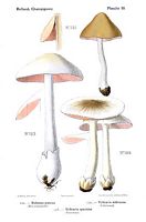 Volvaires. Dessin d'identification. Cliquer pour agrandir l'image.