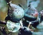 Tavelure de la pomme.