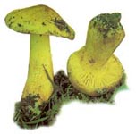 Tricholome équestre.