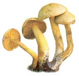 Tricholome soufré.