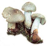 Tricholome tigré.