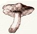 Tricholomes.