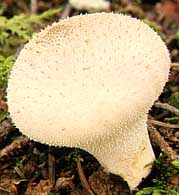 Vesse de loup perlée.