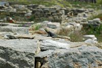 Le quartier du Lac de Délos en Grèce. Lézard agame stellion (Stellagama stellio). Cliquer pour agrandir l'image dans Adobe Stock (nouvel onglet).