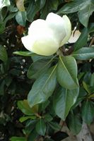 La flore et la faune de l’île de Crète. Magnolier à grandes fleurs près de Malia. Cliquer pour agrandir l'image dans Adobe Stock (nouvel onglet).