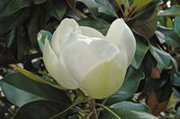 La flore et la faune de l’île de Crète. Magnolier à grandes fleurs près de Malia. Cliquer pour agrandir l'image dans Adobe Stock (nouvel onglet).