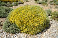 La flore et la faune de l’île de Crète. Genista acanthoclada à Itanos. Cliquer pour agrandir l'image dans Adobe Stock (nouvel onglet).
