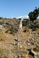 La flore et la faune de l’île de Crète. Scille de Numidie (Drimia numidica) au plateau de Katharo. Cliquer pour agrandir l'image dans Adobe Stock (nouvel onglet).