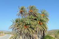 La flore et la faune de l’île de Crète. Palmier de Crète (Phoenix theophrasti) à Vaï près de Palaikastro. Cliquer pour agrandir l'image dans Adobe Stock (nouvel onglet).