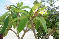 La flore et la faune de l’île de Crète. Frangipanier (Plumeria acuminata) en fleurs au monastère de Fanéroméni. Cliquer pour agrandir l'image dans Adobe Stock (nouvel onglet).