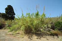 La flore et la faune de l’île de Crète. Canne de Provence près du site archéologique de Zakros. Cliquer pour agrandir l'image dans Adobe Stock (nouvel onglet).