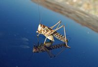 La flore et la faune de l’île de Crète. Criquet migrateur (Locusta migratoria) près d'Agios Pavlos. Cliquer pour agrandir l'image dans Adobe Stock (nouvel onglet).